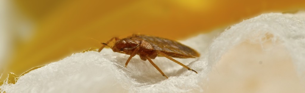 Bed bugs
